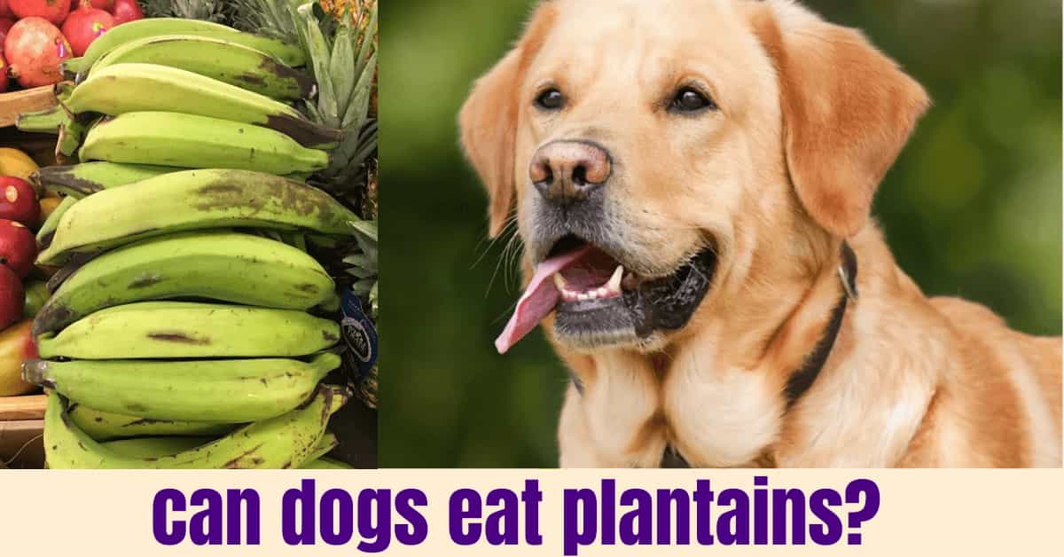 can dogs eat plantains