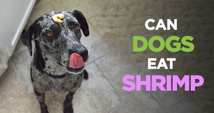 can dogs eat shrimp