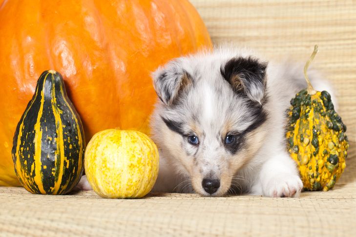 can dogs eat squash