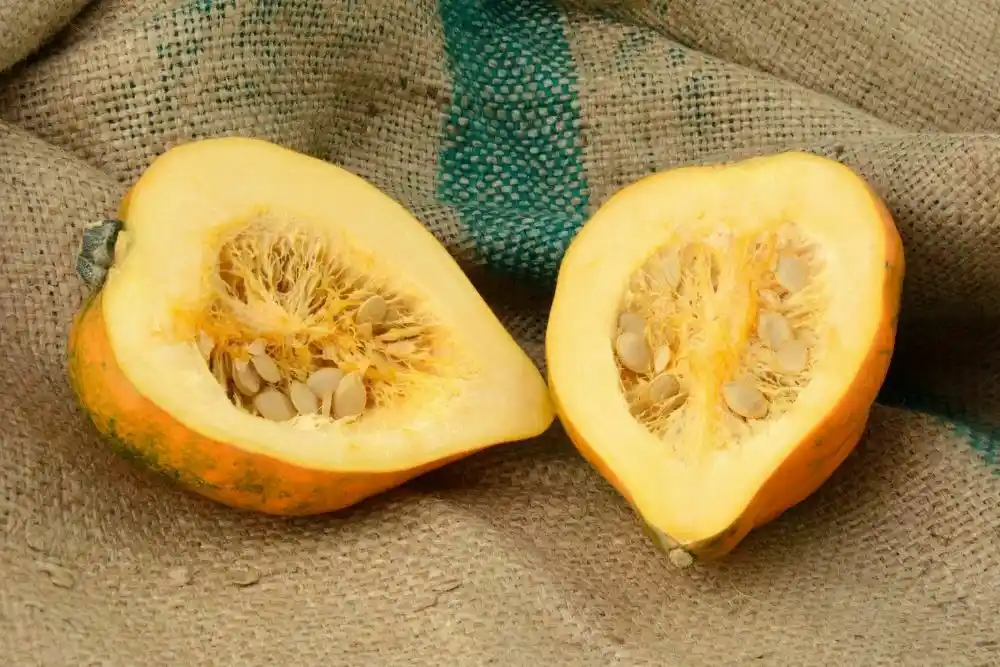 can dogs eat squash