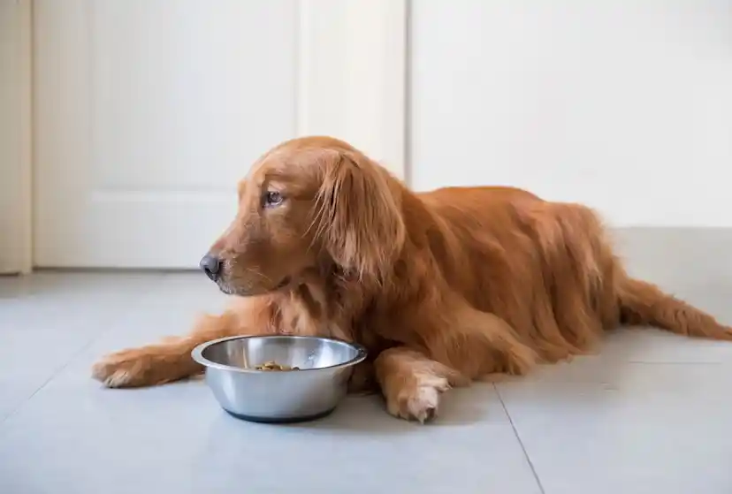 can dogs have poppy seeds