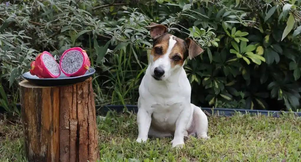can dogs have dragon fruit