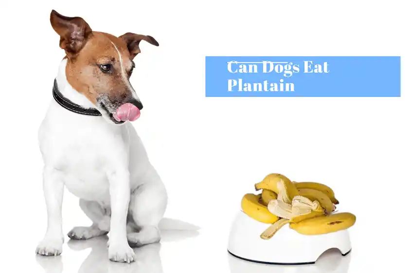 can dogs eat plantains