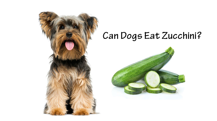 can dogs eat zucchini