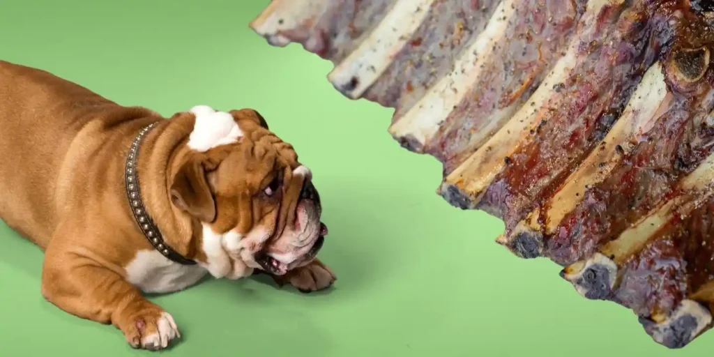can dogs have rib bones