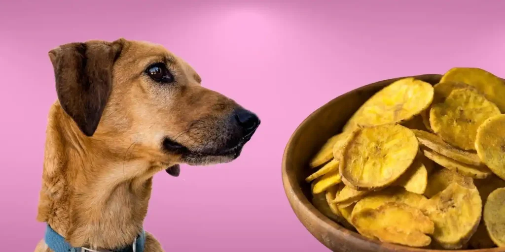 can dogs eat plantains