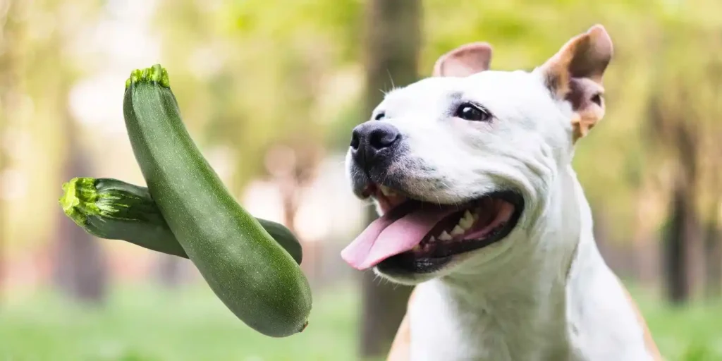 can dogs eat zucchini