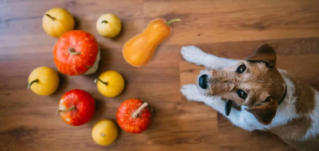 can dogs eat squash