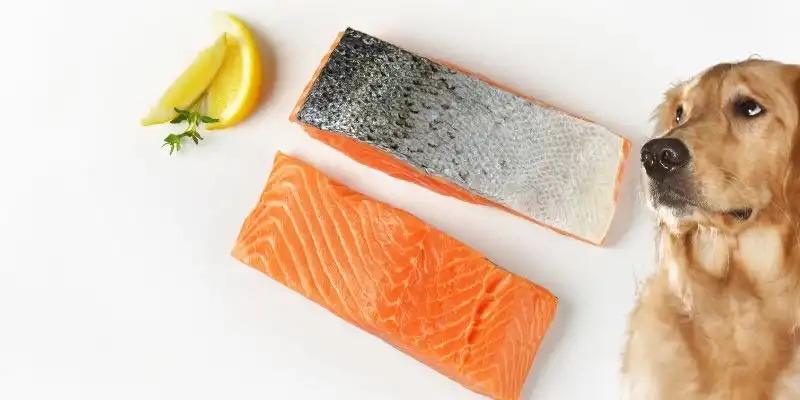 can dogs eat salmon skin