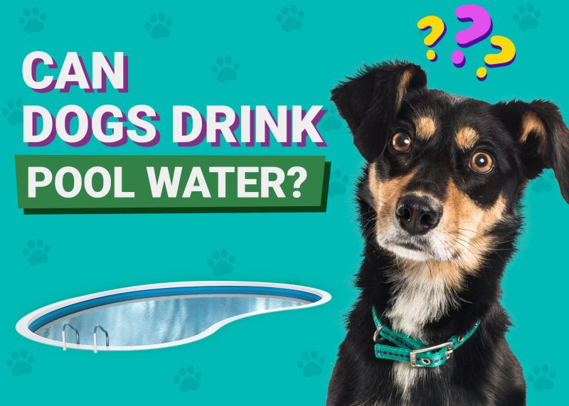 what does it mean when an older dog starts drinking a lot of water