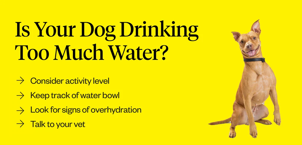 what does it mean when an older dog starts drinking a lot of water