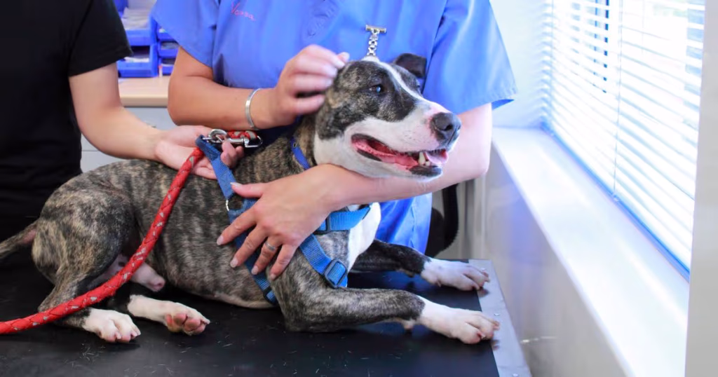 how much does it cost to microchip a dog