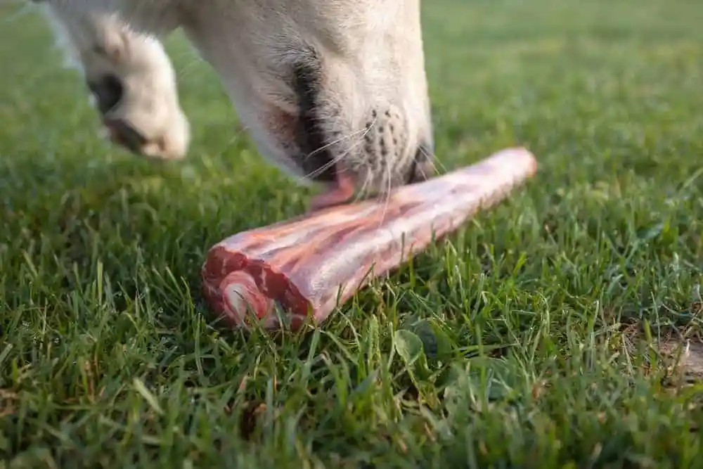 can dogs have rib bones