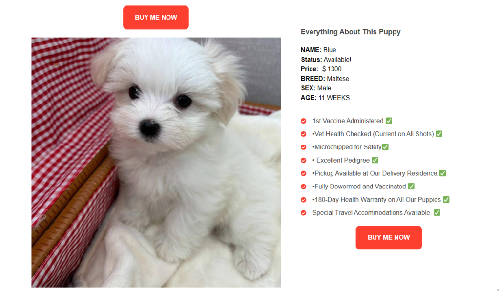 Maltese for sale