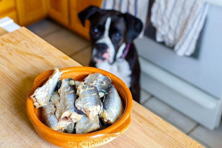 can dogs eat sardines