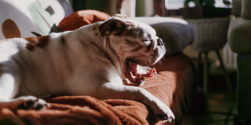 why does my dog yawn when i pet him