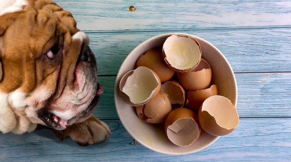 can dogs eat egg shells