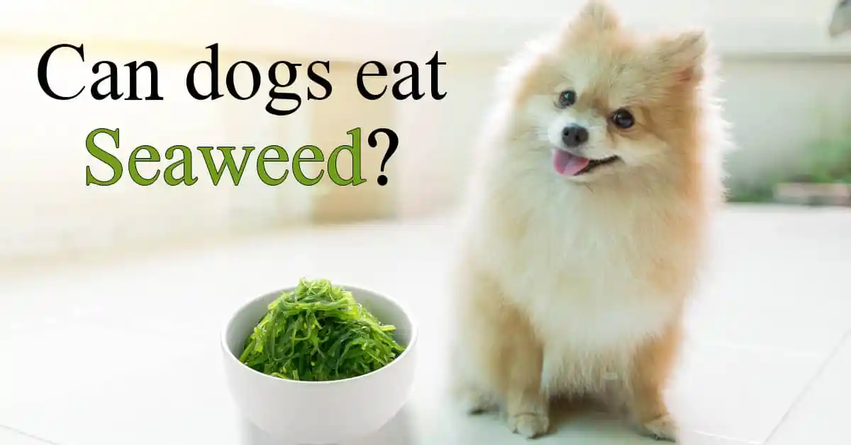 can dogs eat seaweed