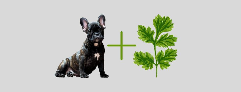 can dogs eat cilantro