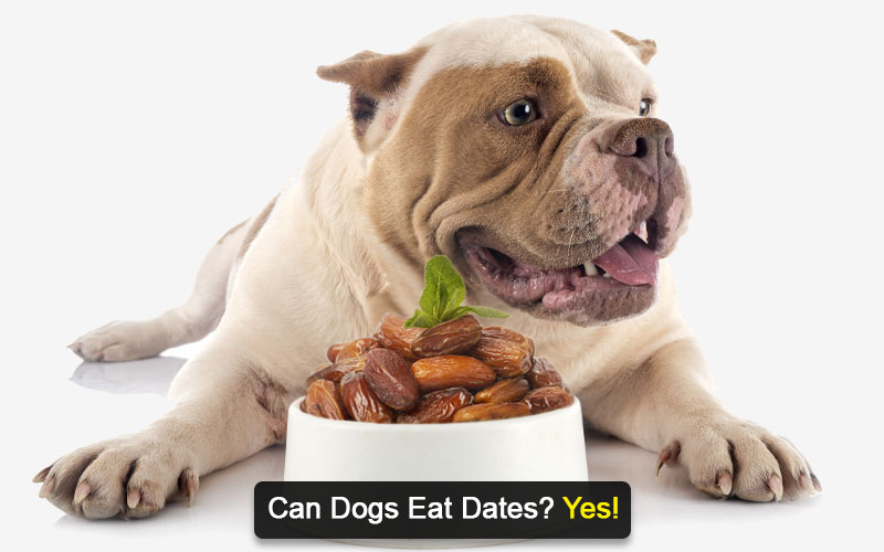 can dogs eat dates