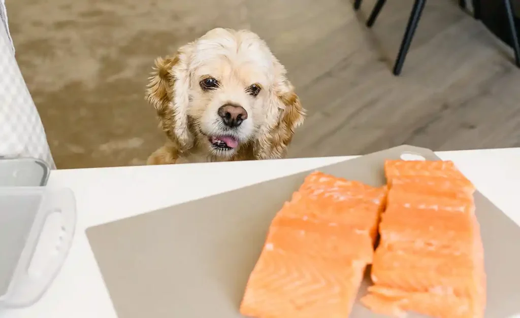 can dogs eat salmon skin