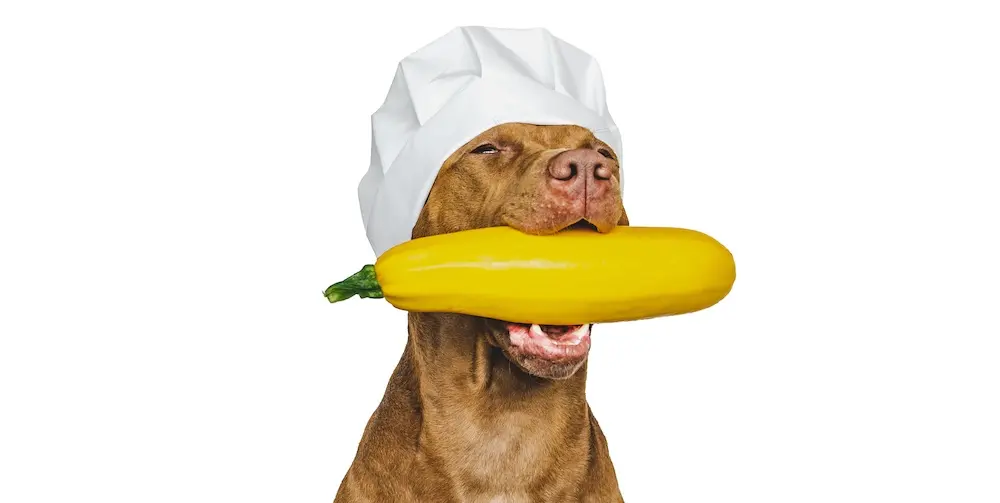 can dogs eat spaghetti