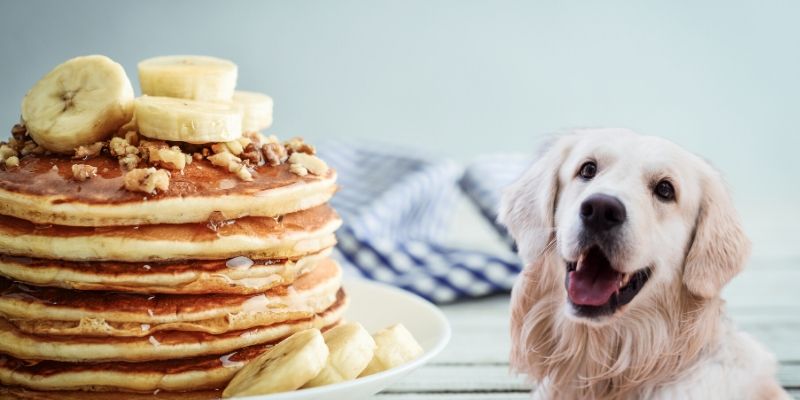 can dogs eat pancakes