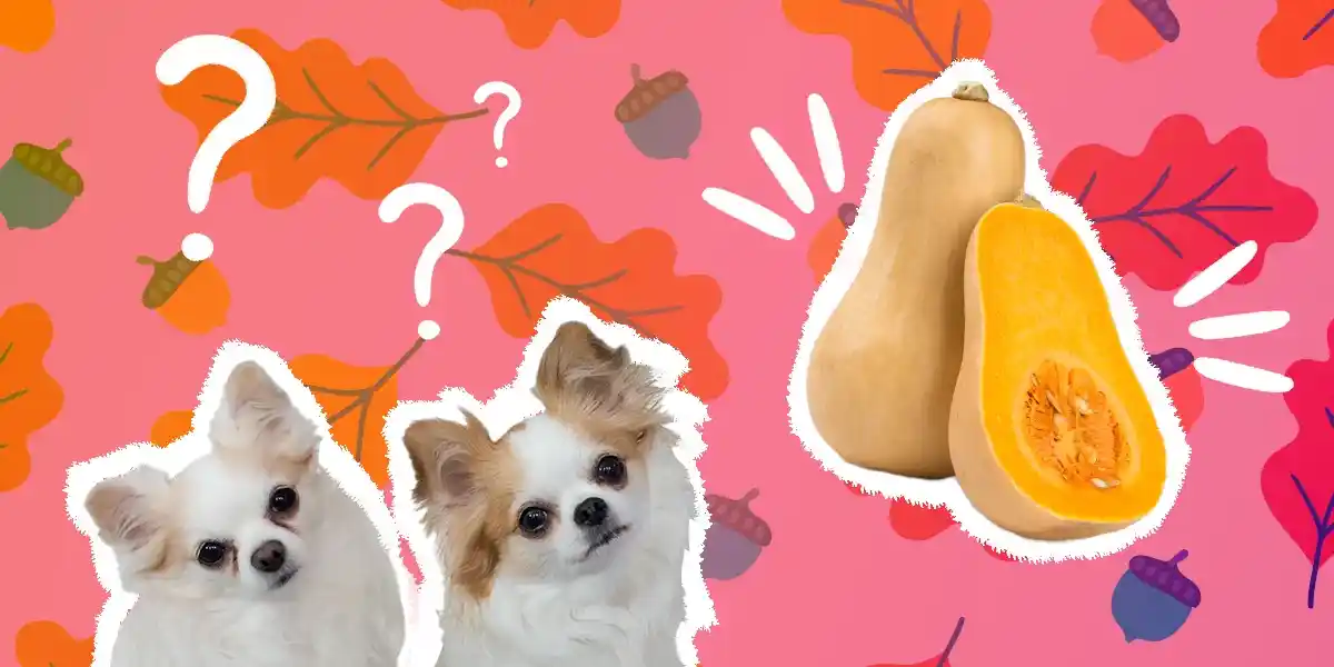 can dogs eat squash