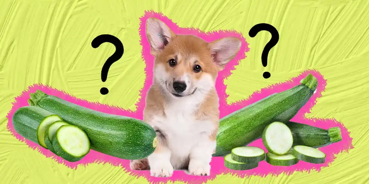 can dogs eat zucchini