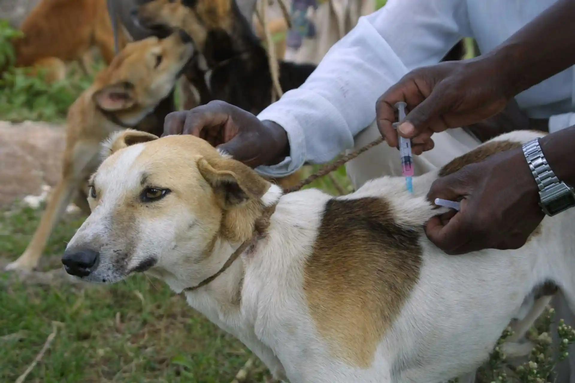 which dog vaccines are absolutely necessary