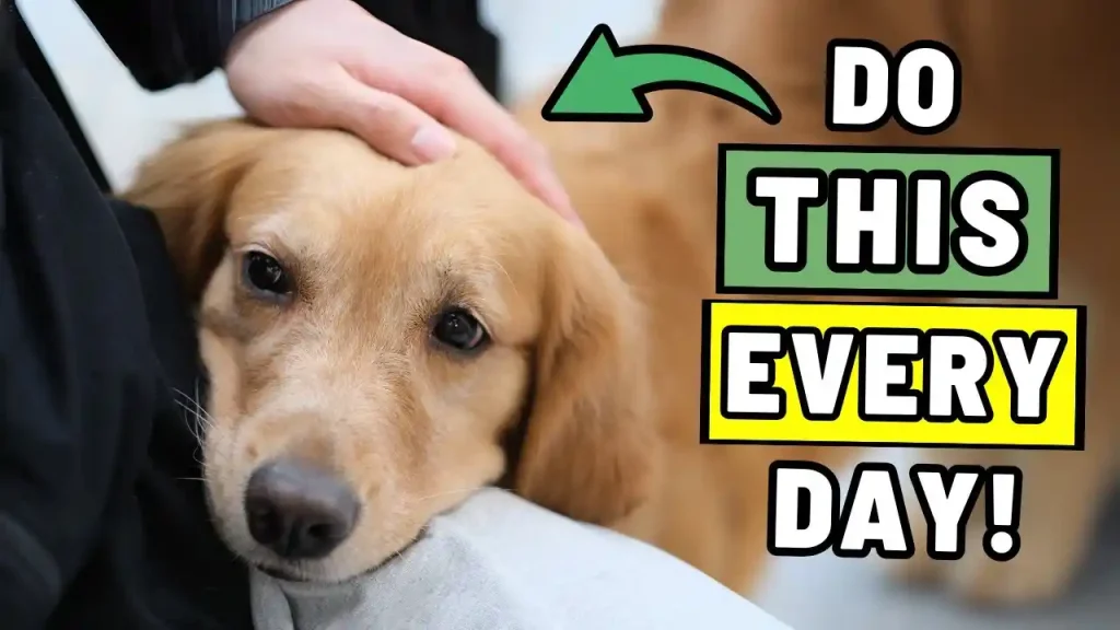 Baby Aspirin For Dogs