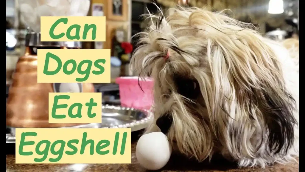 can dogs eat egg shells