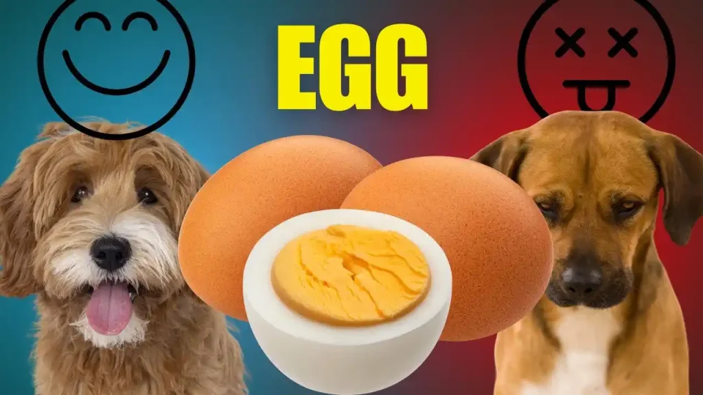 can dogs eat egg shells