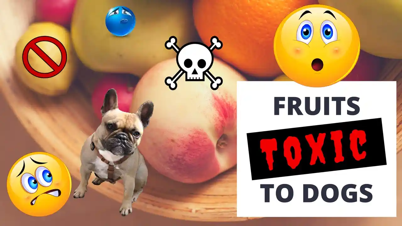 can dogs eat figs