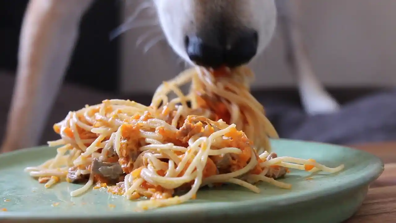 can dogs eat spaghetti