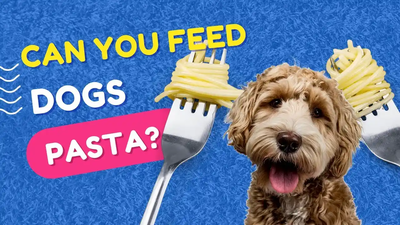 can dogs eat spaghetti