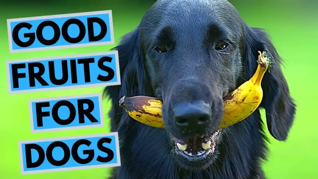 can dogs have dragon fruit