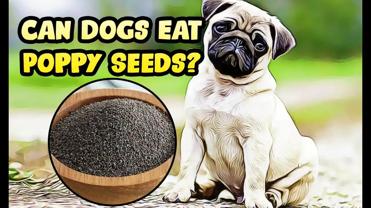 can dogs have poppy seeds