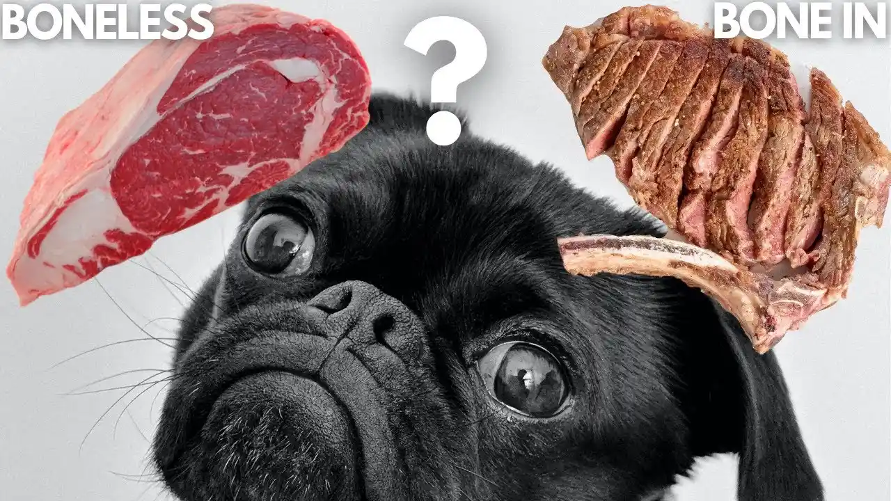 can dogs have rib bones