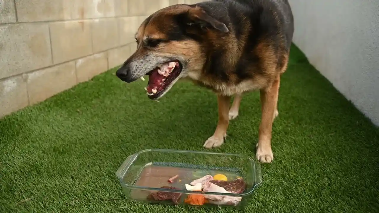 can i feed my dog raw meat from the supermarket