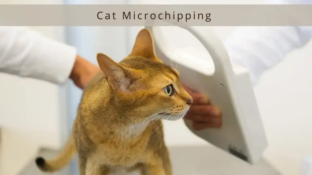 how much does it cost to microchip a cat