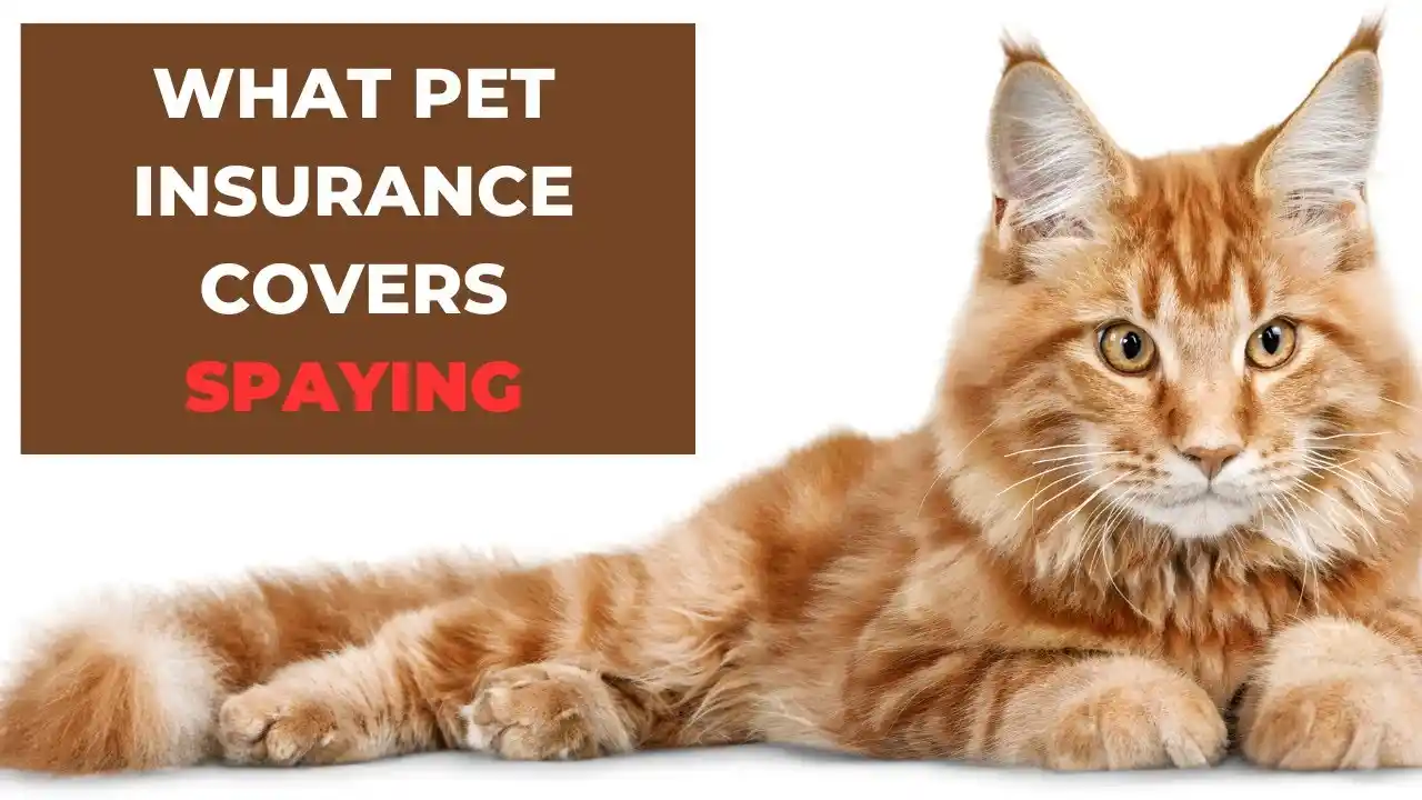 how much does it cost to microchip a cat