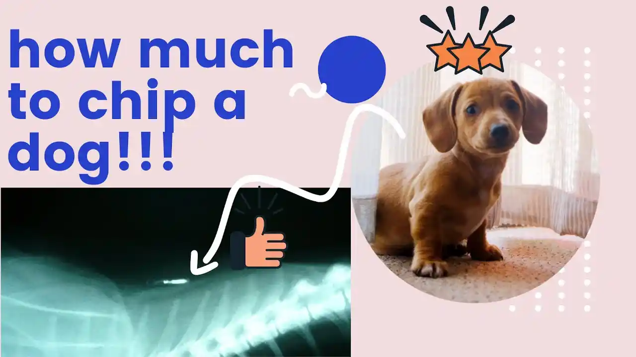how much does it cost to microchip a dog