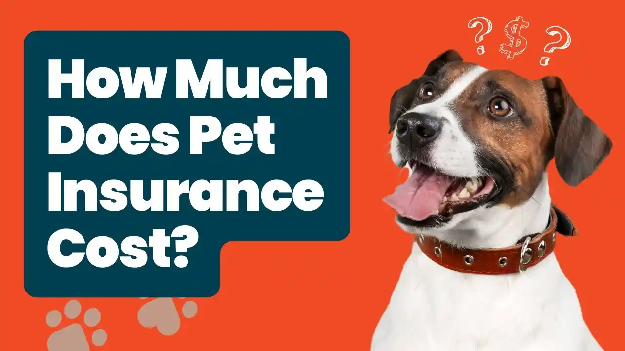 how much does it cost to microchip a dog