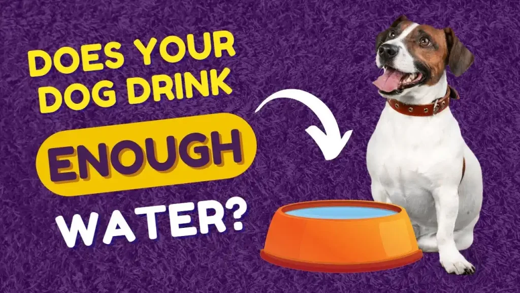what does it mean when an older dog starts drinking a lot of water