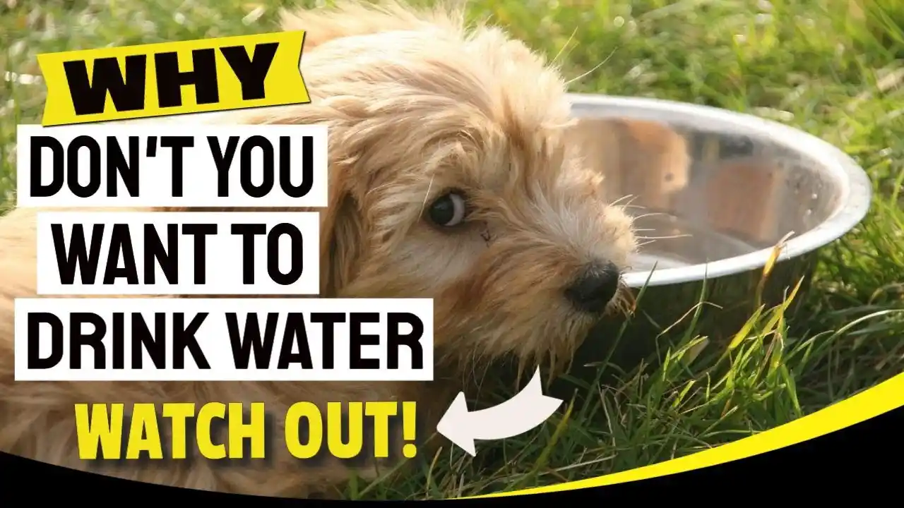 what does it mean when an older dog starts drinking a lot of water