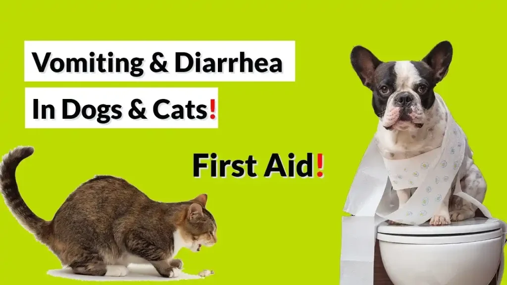 what home remedy can i give my dog for diarrhea