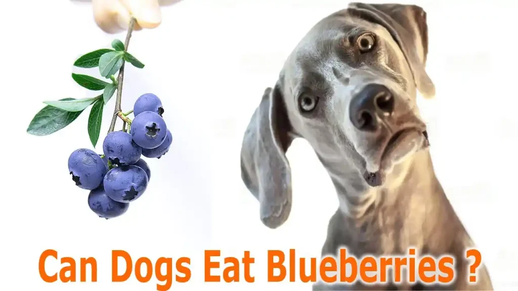 can dogs eat blueberries