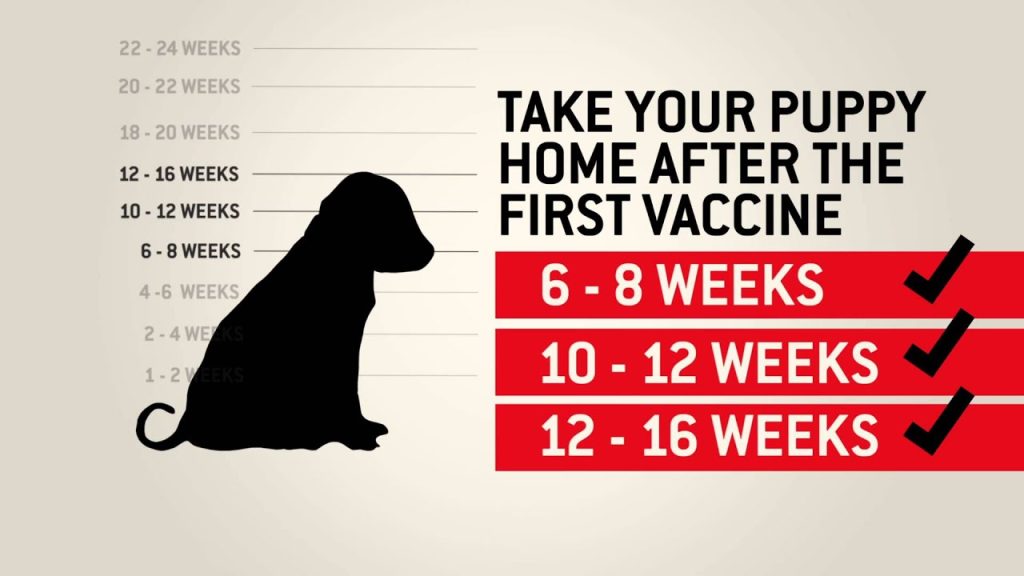 which dog vaccines are absolutely necessary