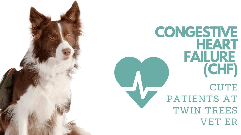 will a dog with congestive heart failure die peacefully